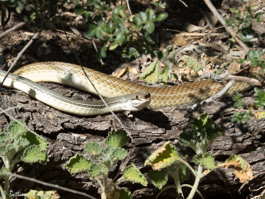 Sonoran Whipsnake