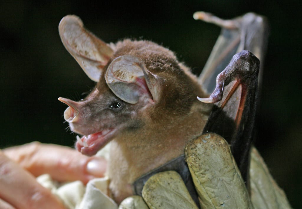 Spectral Bat