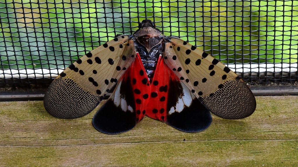 Spotted Lanternfly - Types of Insects in New York