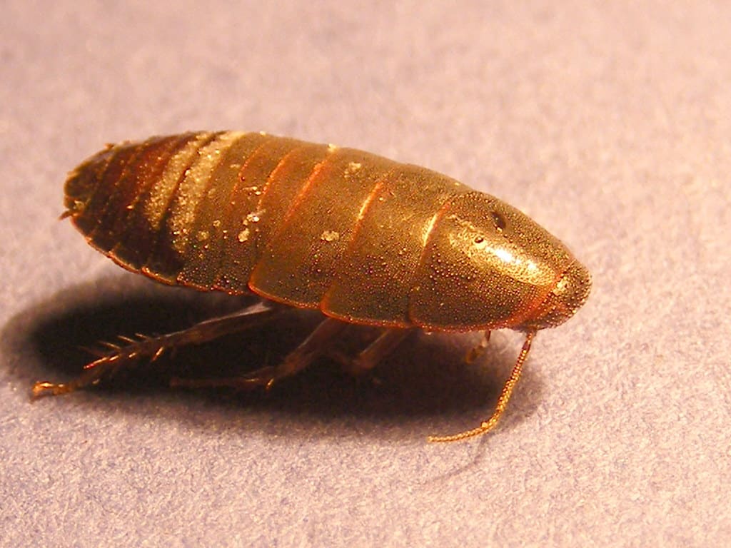 Surinam Cockroach