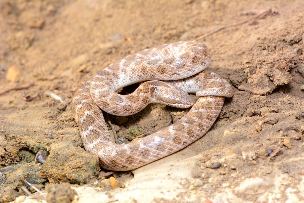 Texas Nightsnake - Types of Snakes in New Mexico