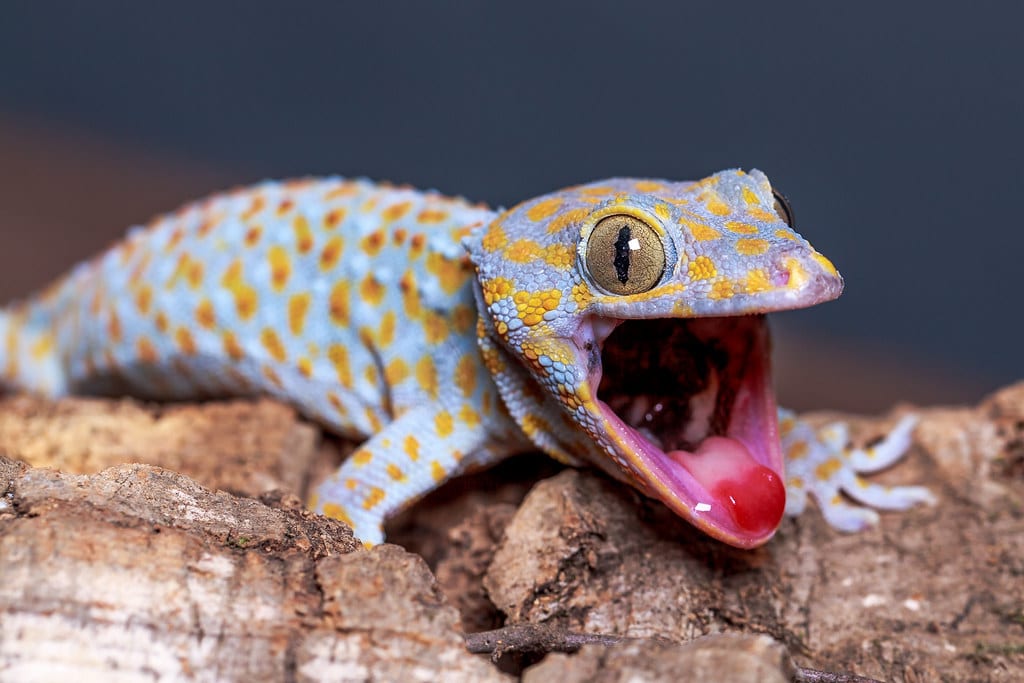 Tokay Gecko