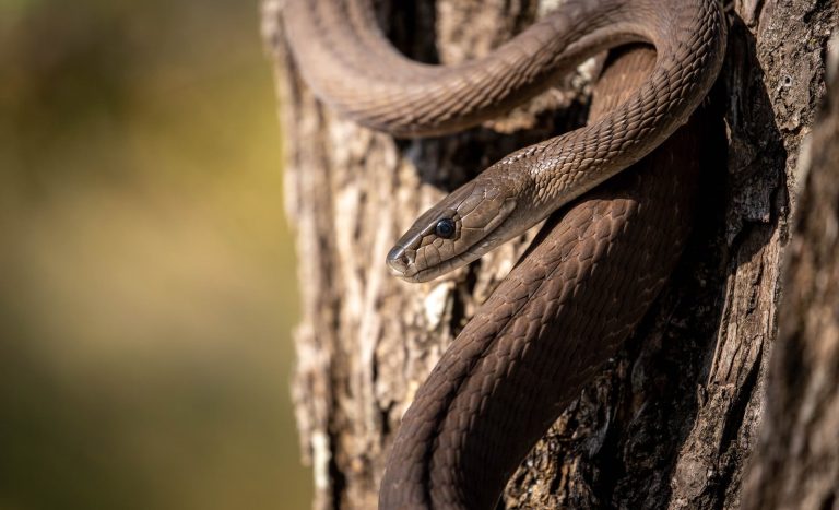 17 Different Types of Snakes in Nebraska