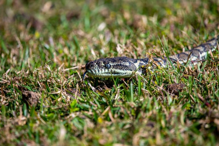 34 Different Types of Snakes in New Mexico
