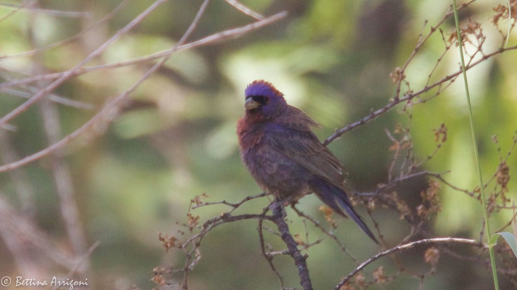 Varied Bunting