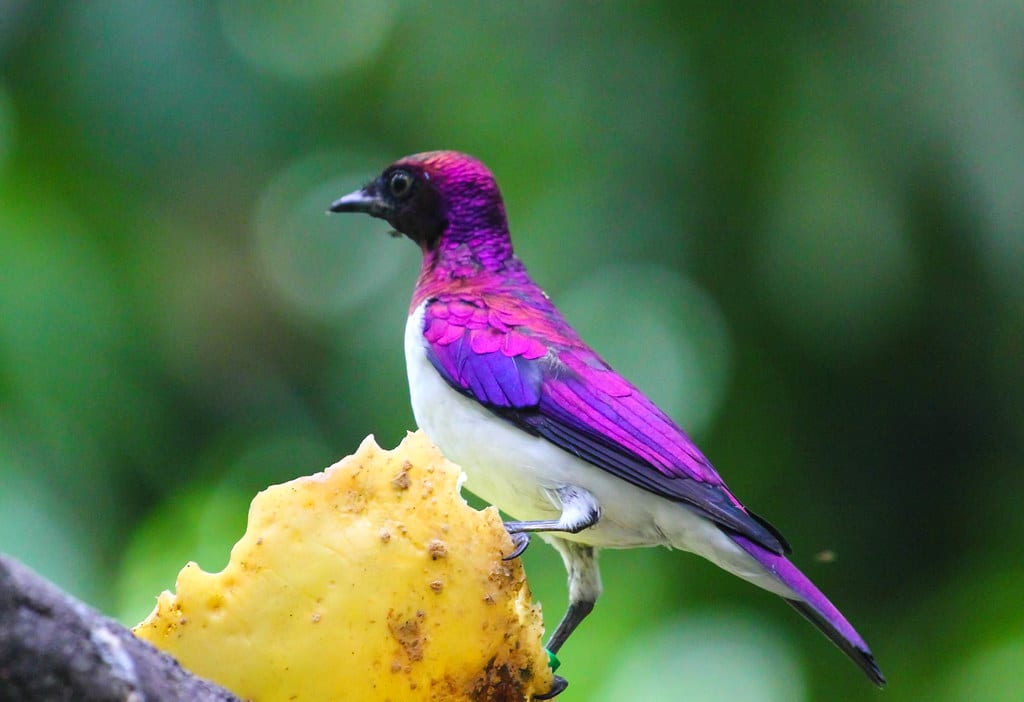 Violet-backed Starling