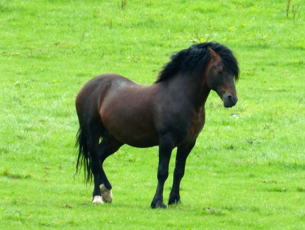 Welsh Pony