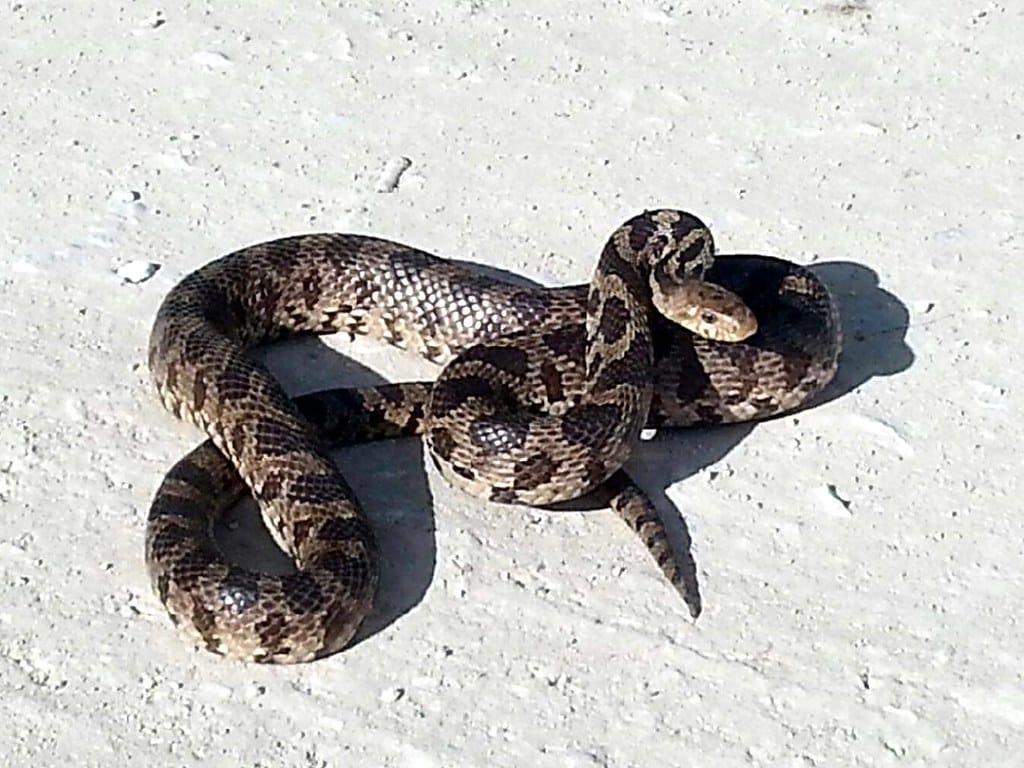 Western Fox Snake 