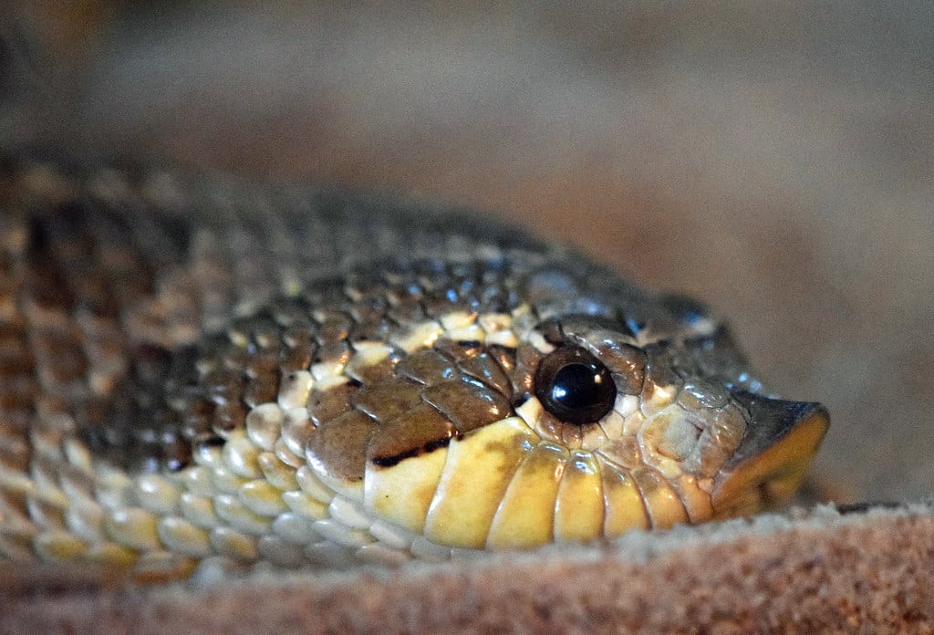 Western Hognose Snake