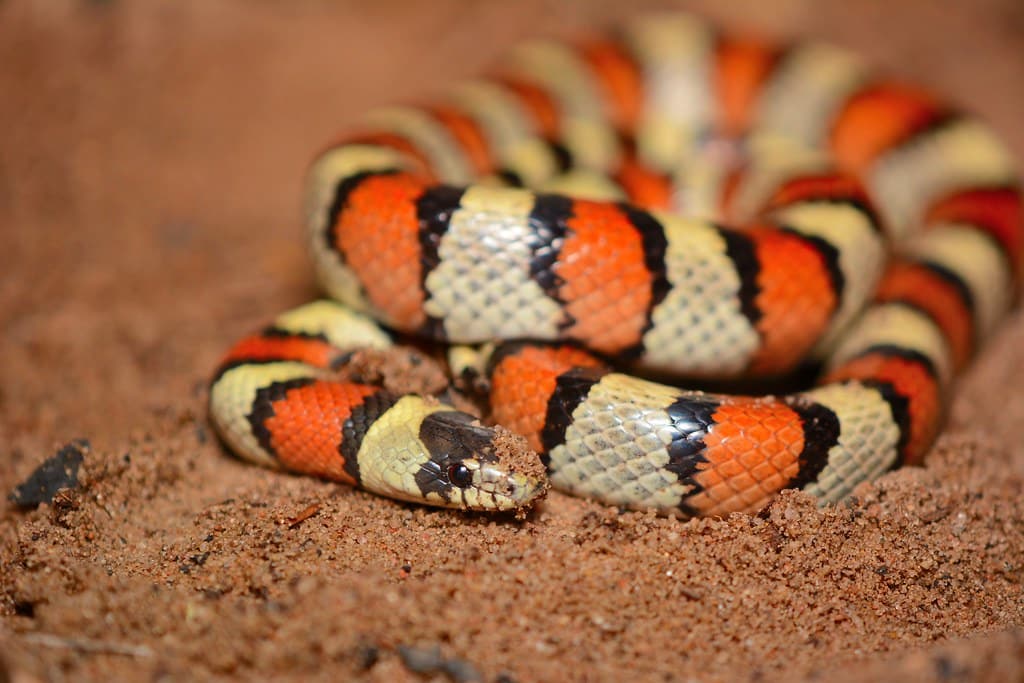 Western Milksnake 