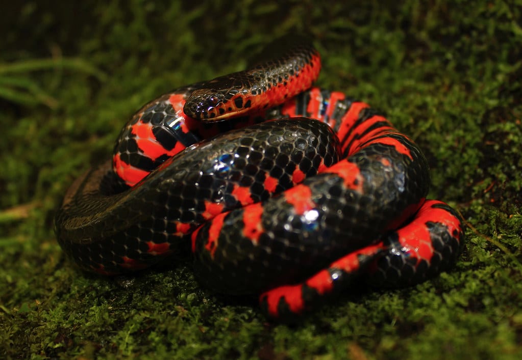 Western Mud Snake