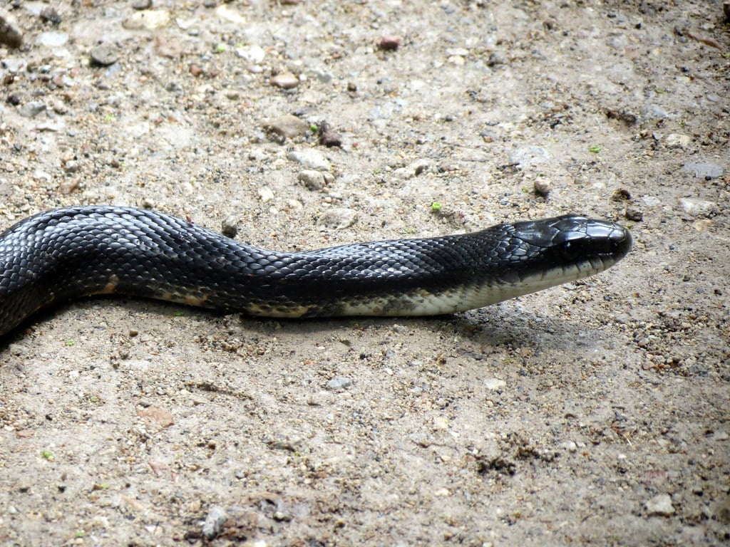 Western Ratsnake - Types of Snakes in Nebraska