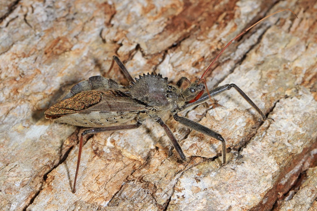 Wheel Bug