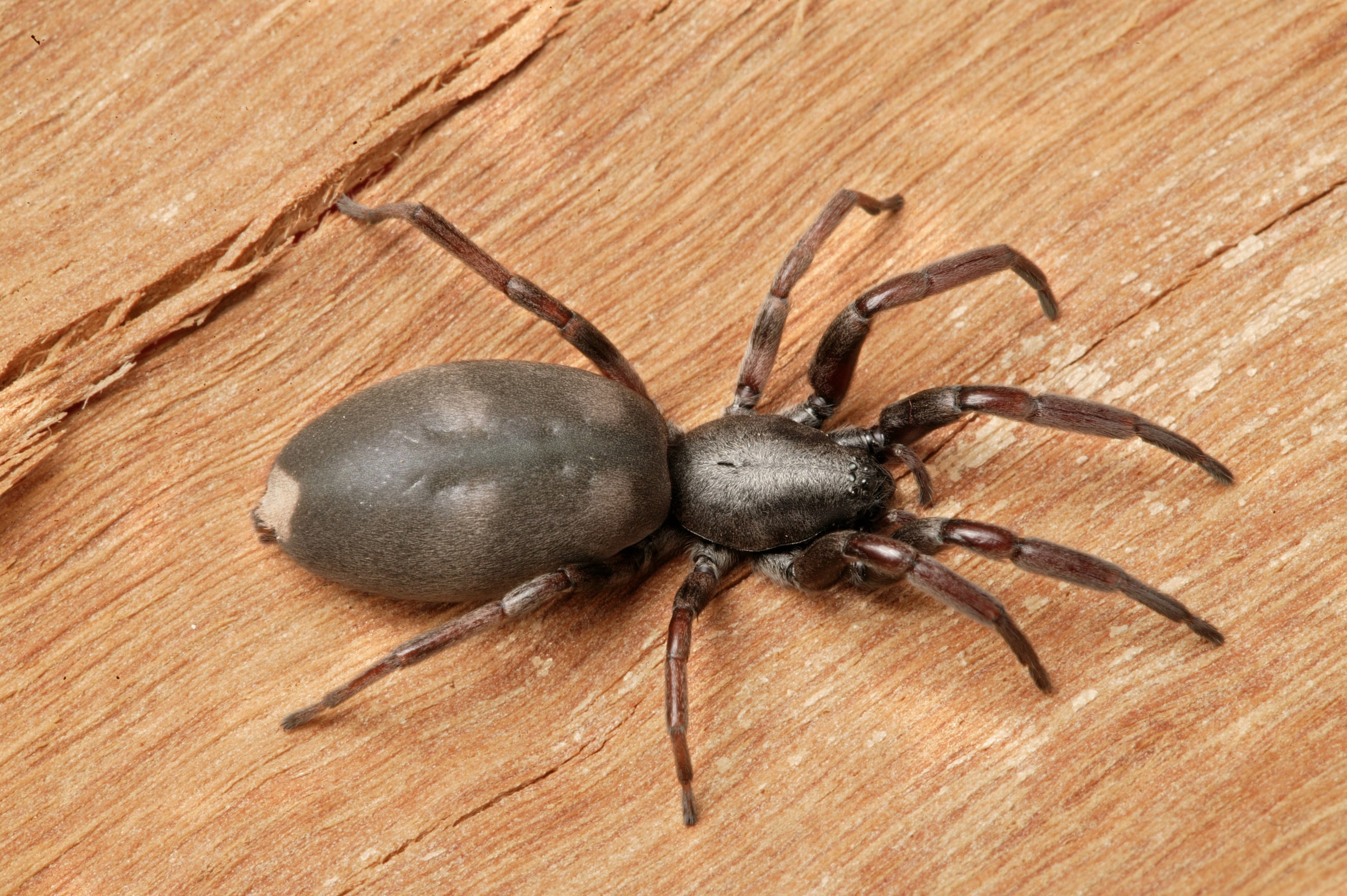 White-tailed Spider