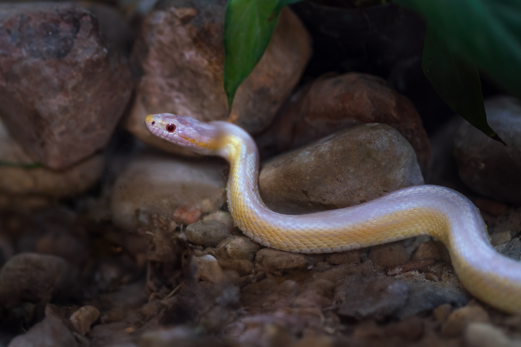 Different Types of Snakes In Arizona