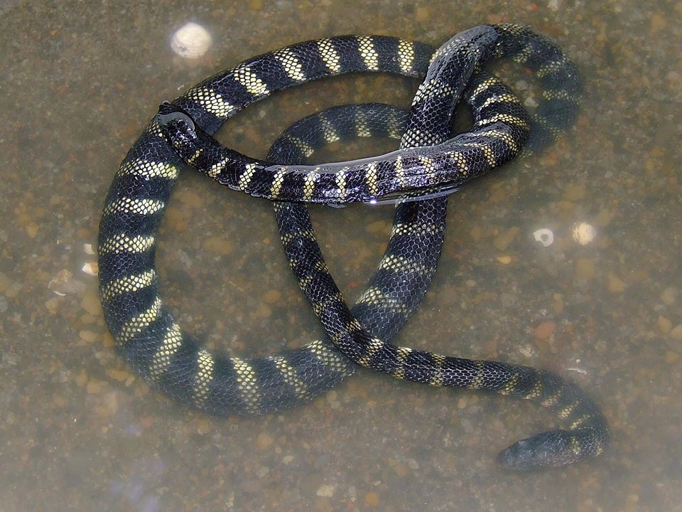Lake Taal snake (Philippine Sea Snake)