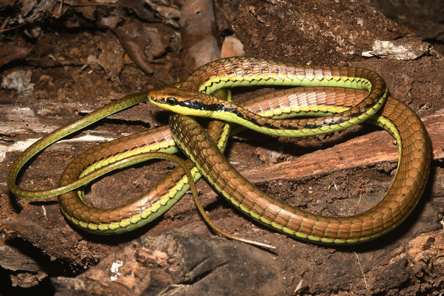 Philippine Bronze back Snake