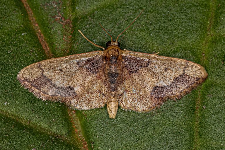 16 Different Types of Moths in Colorado