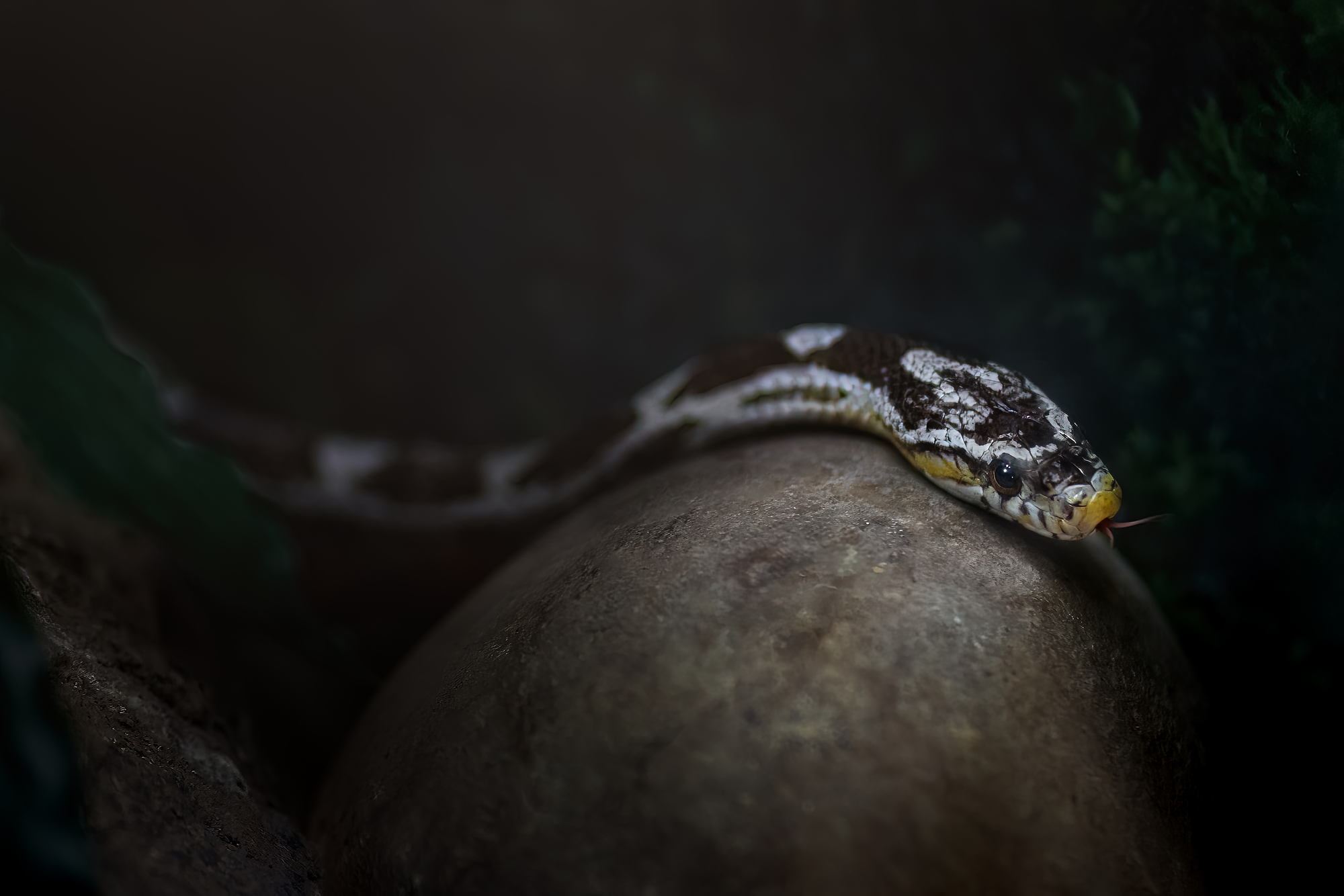 Types of Snakes in Egypt