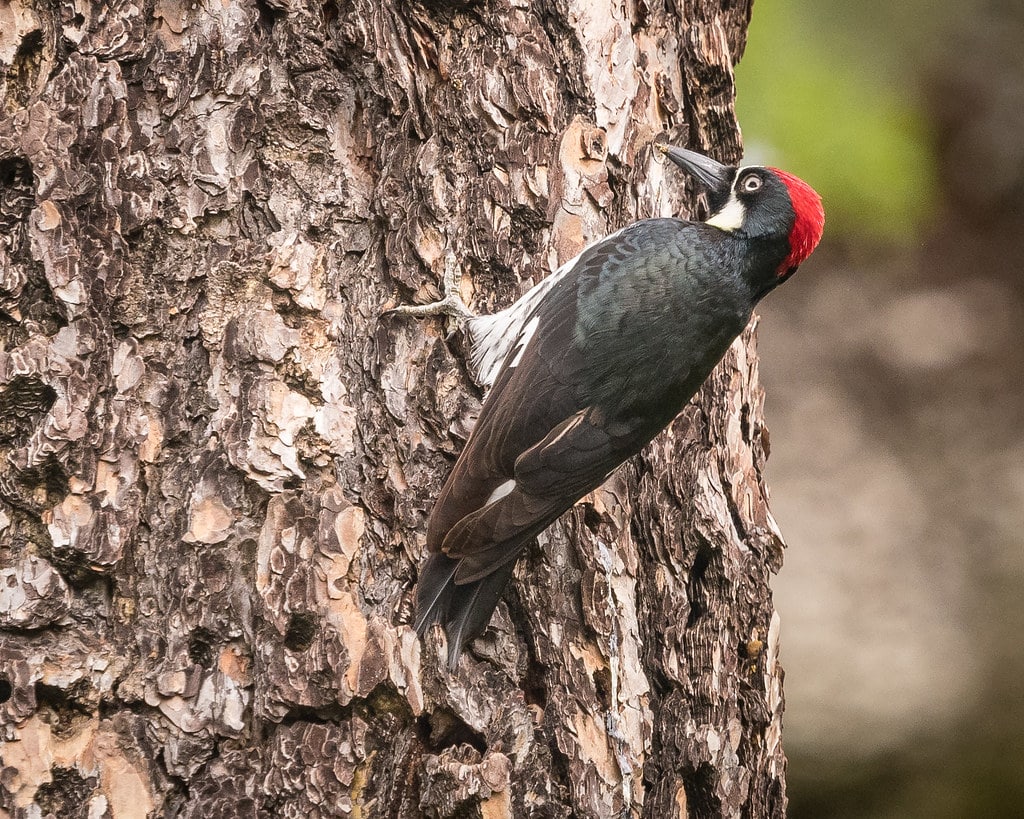 Acorn Woodpecker