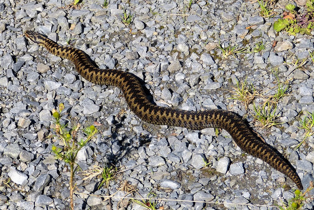 Adder Snake