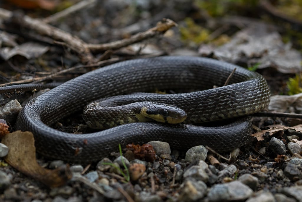 Aesculapian Snake 