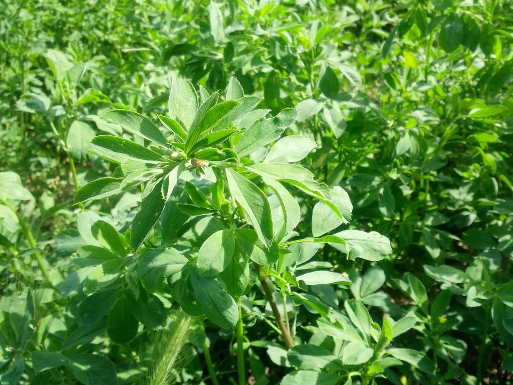 Alfalfa