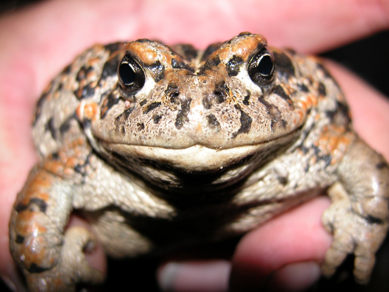 Amargosa Toad