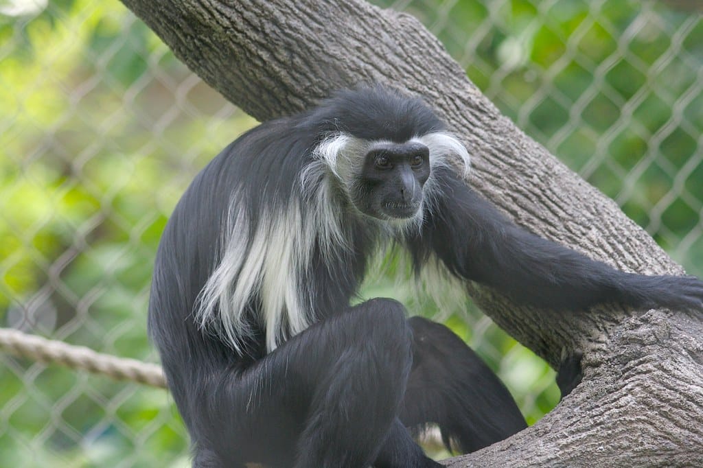 Angola Colobus