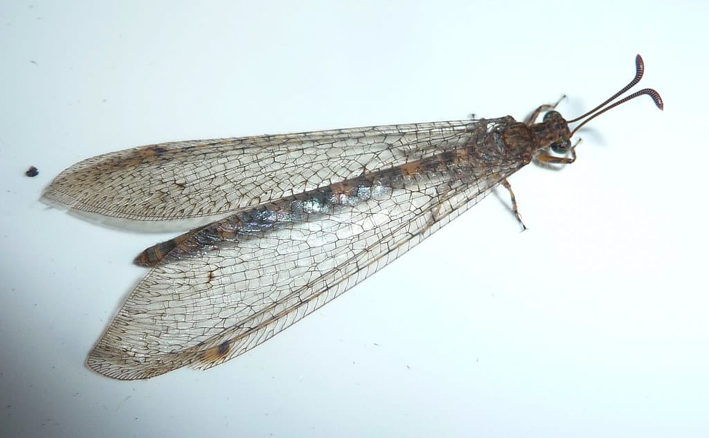Antlion 
