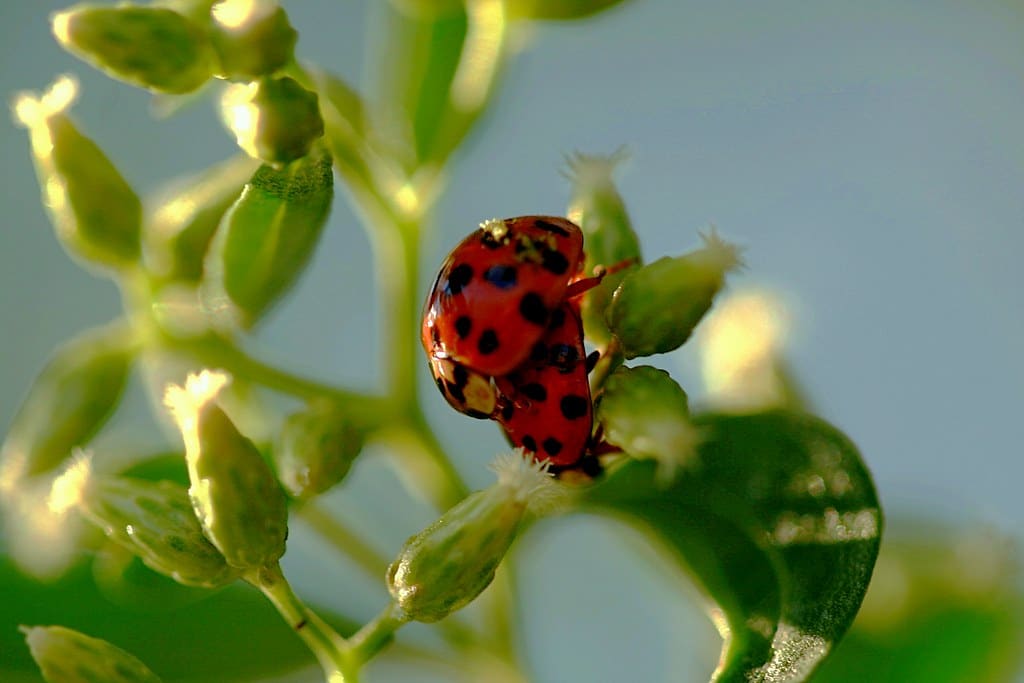 Aphids Spotted Plant