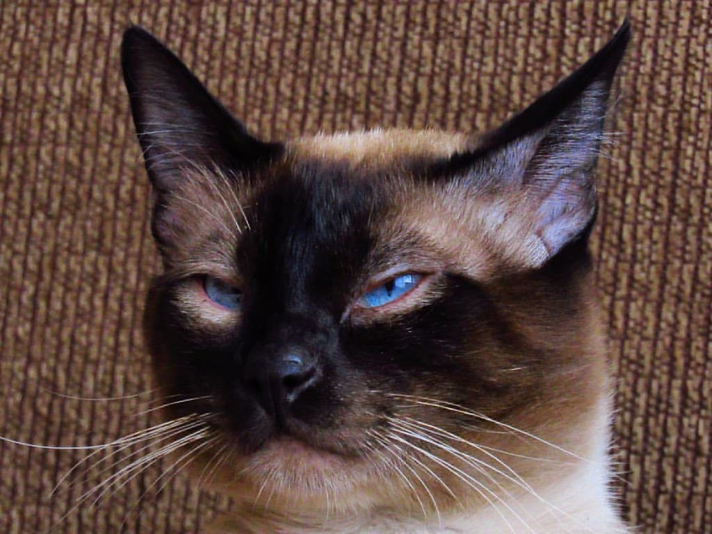 Applehead Siamese Cats