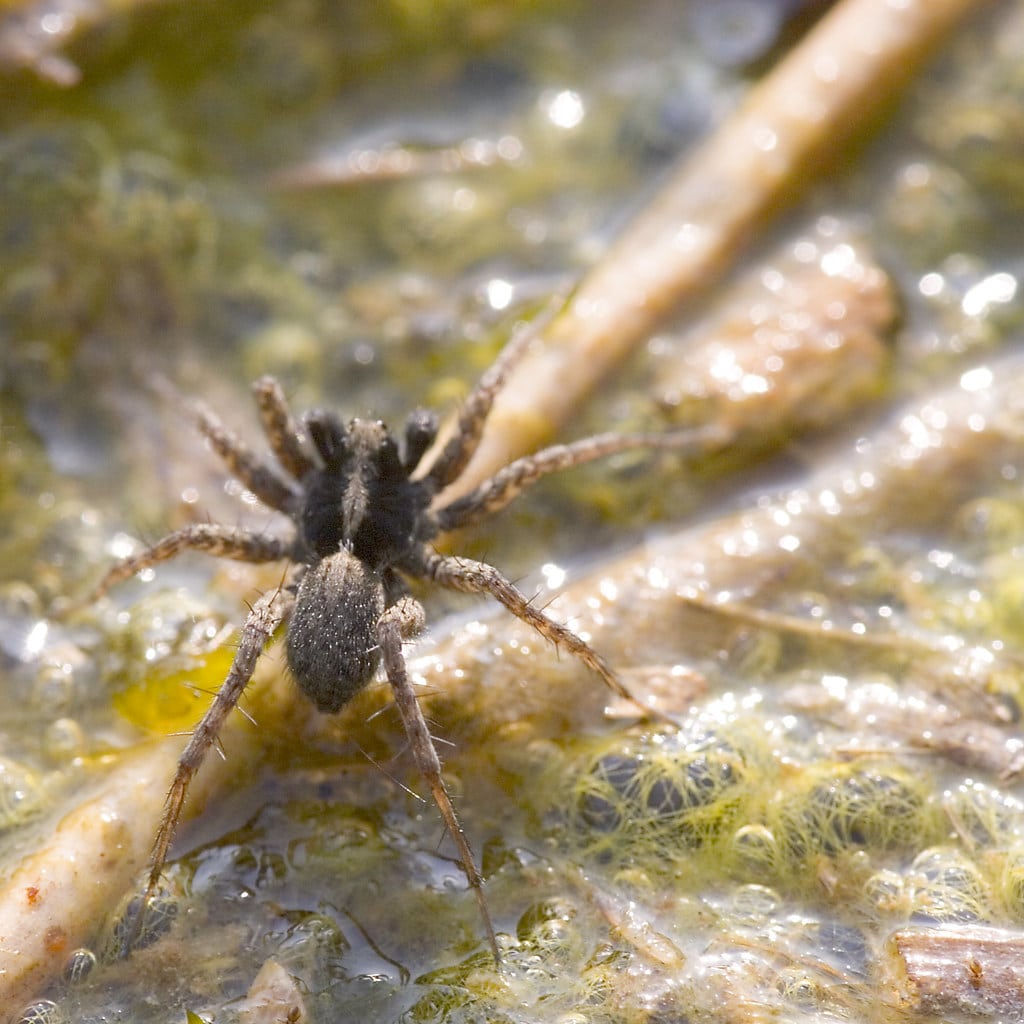 Aquatic Spiders