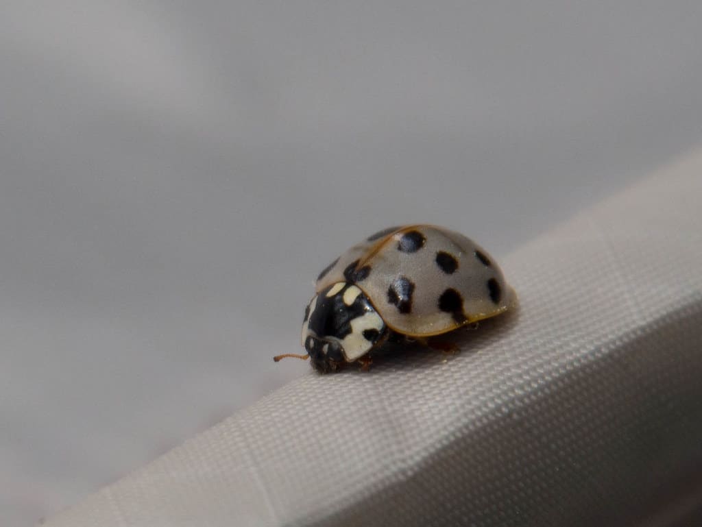 Ashy Grey Lady Beetle 