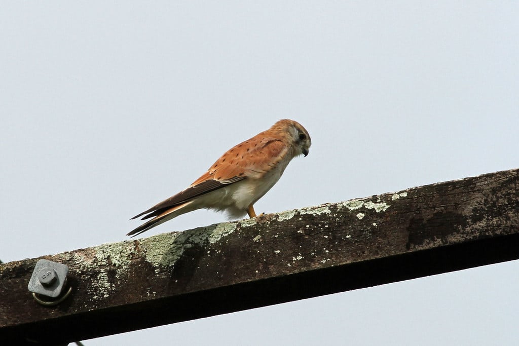 Australian Kestrel