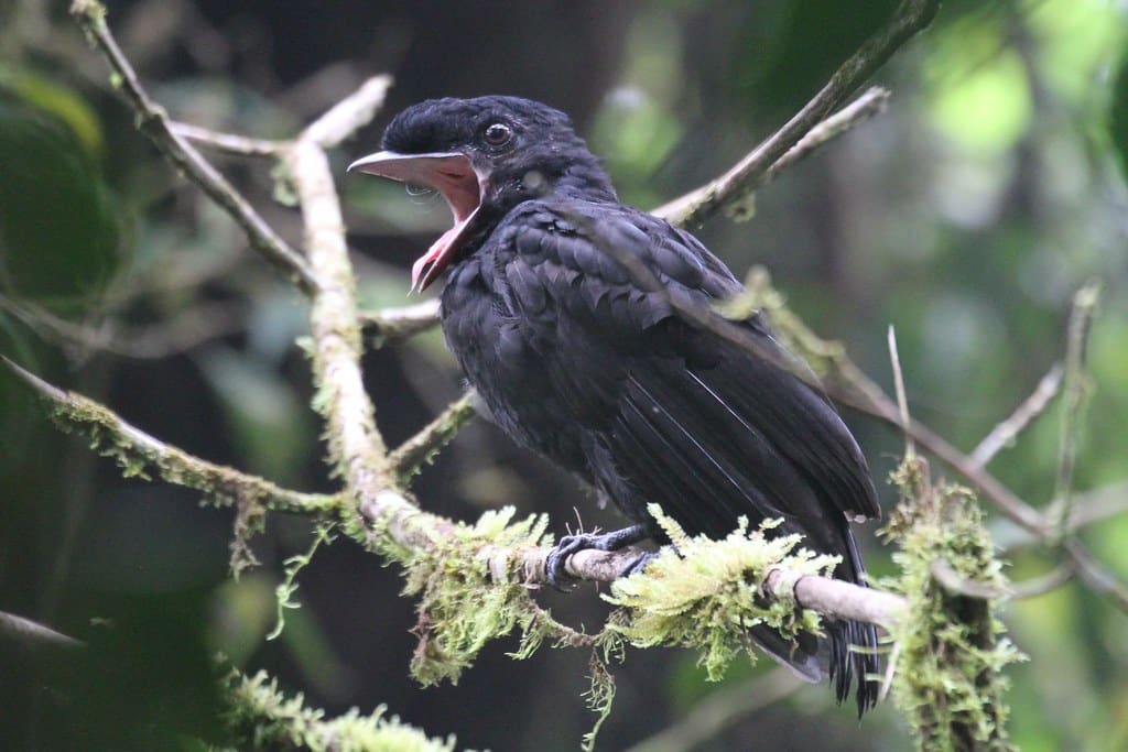 Bare-necked Umbrellabird
