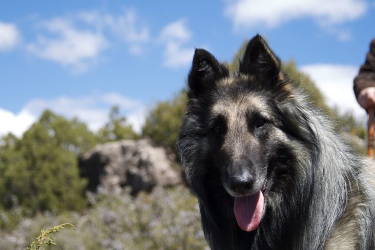 Belgian Sheepdog: Dog Breed Profile and Information