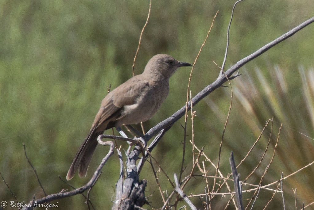 Bendire’s Thrasher
