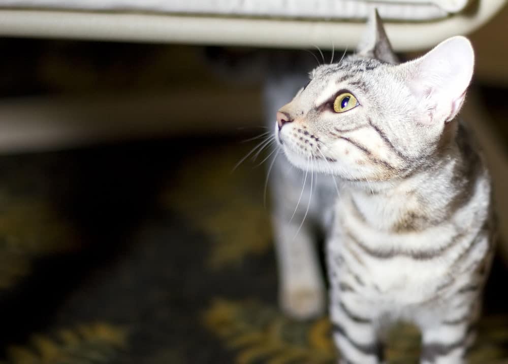 Bengal - Striped Cat Breeds