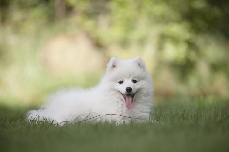 100+ of the Best White Dog Names
