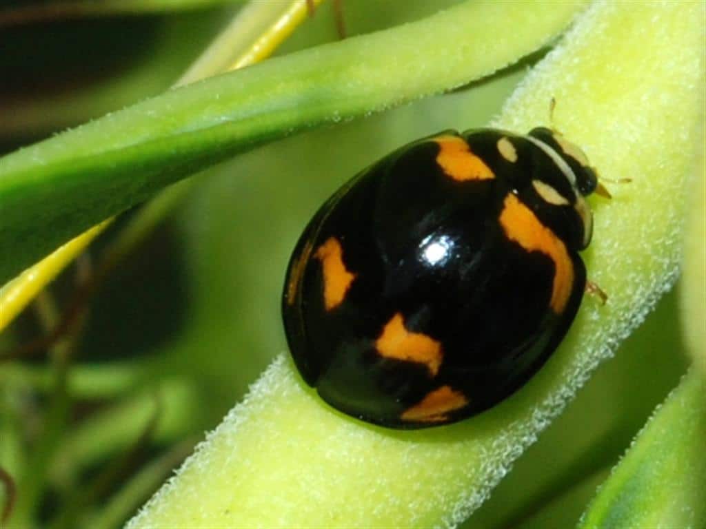 Black ladybug 