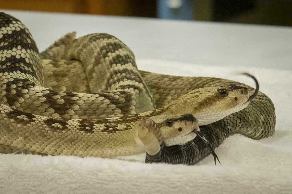 Black Rattlesnakes