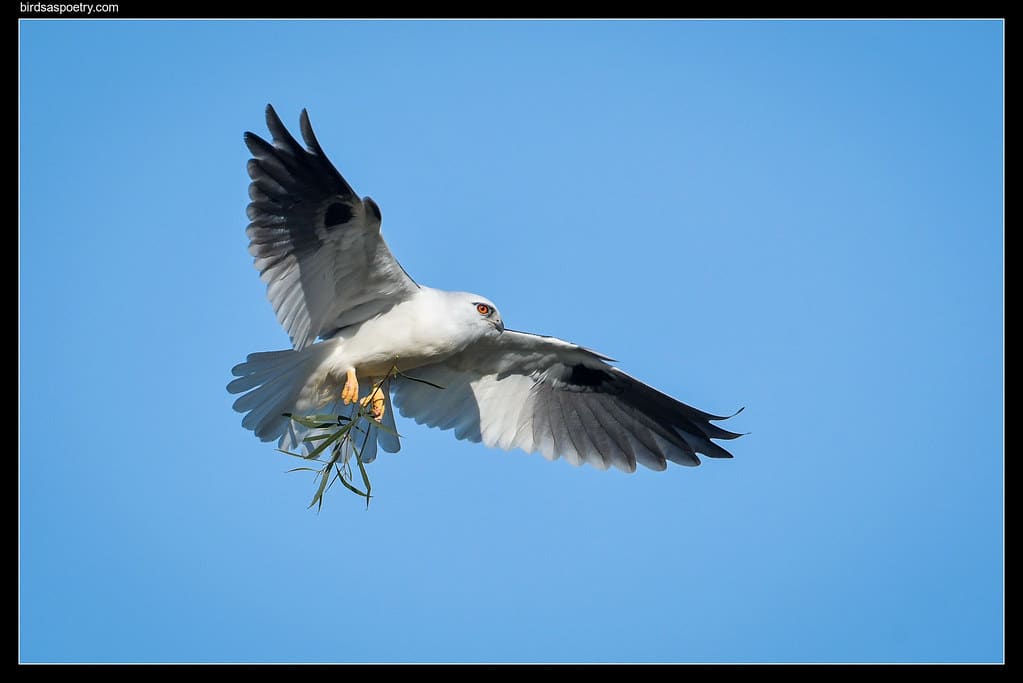 Black-shouldered Kite