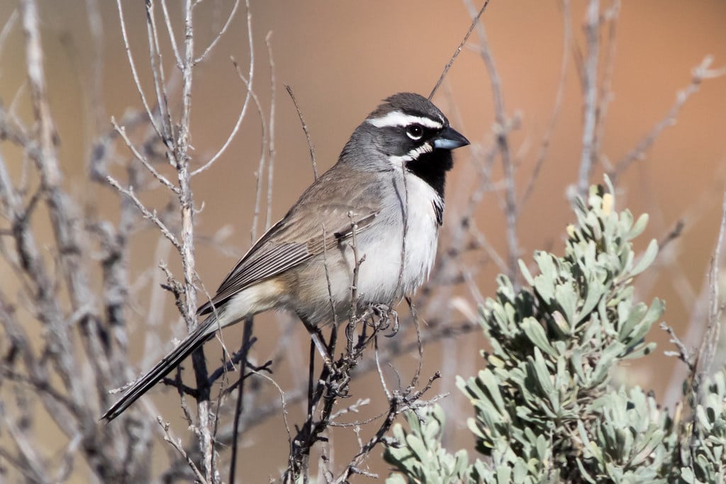Black-throated Sparrow