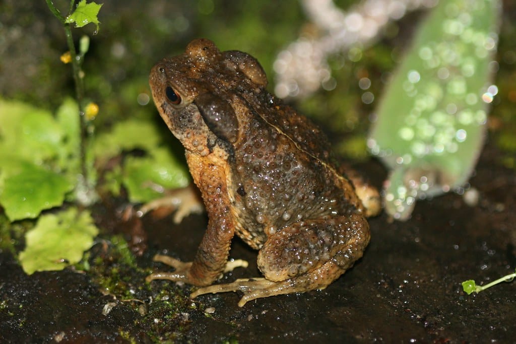 Black Toad