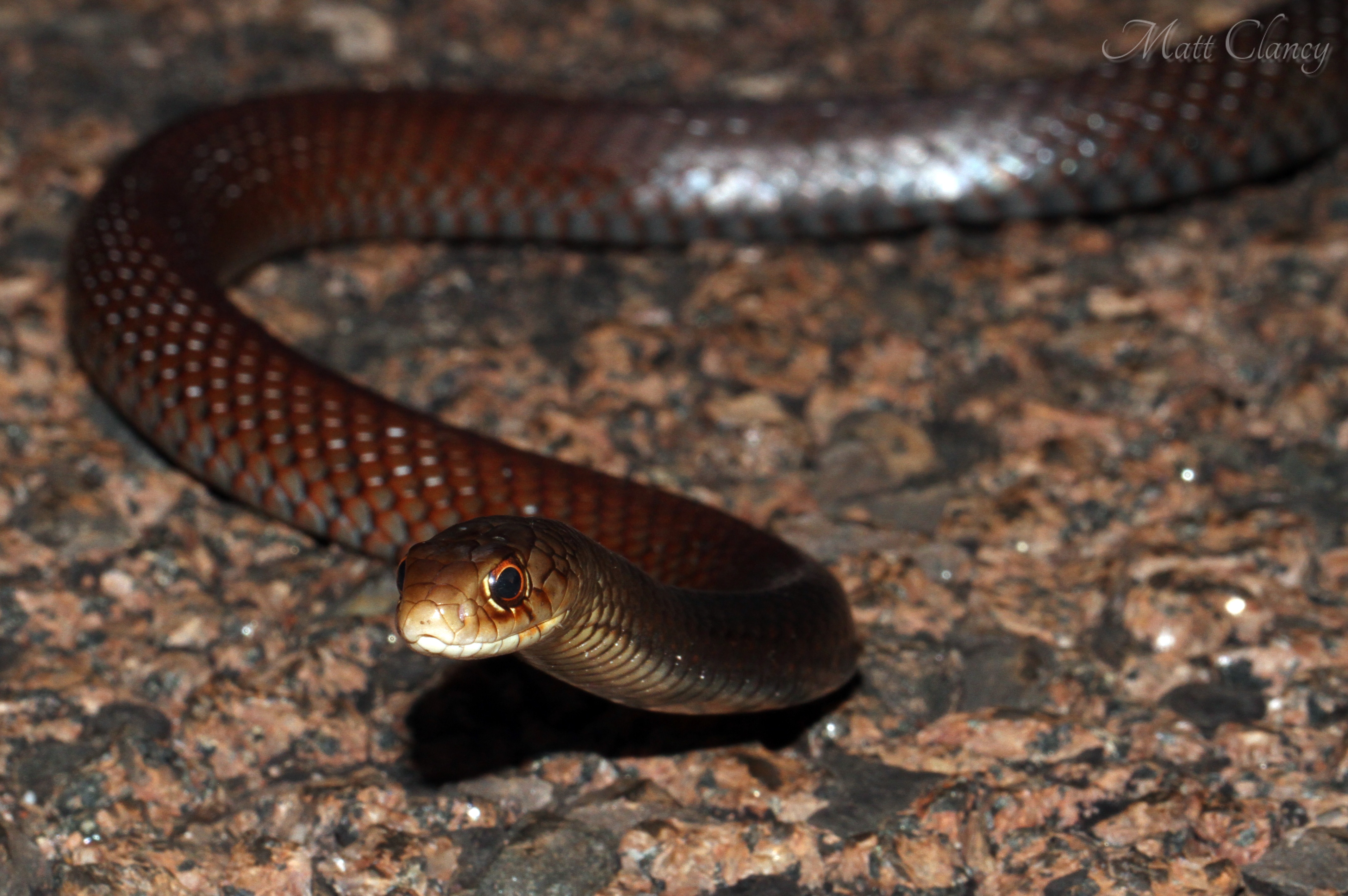 Black Whip Snake