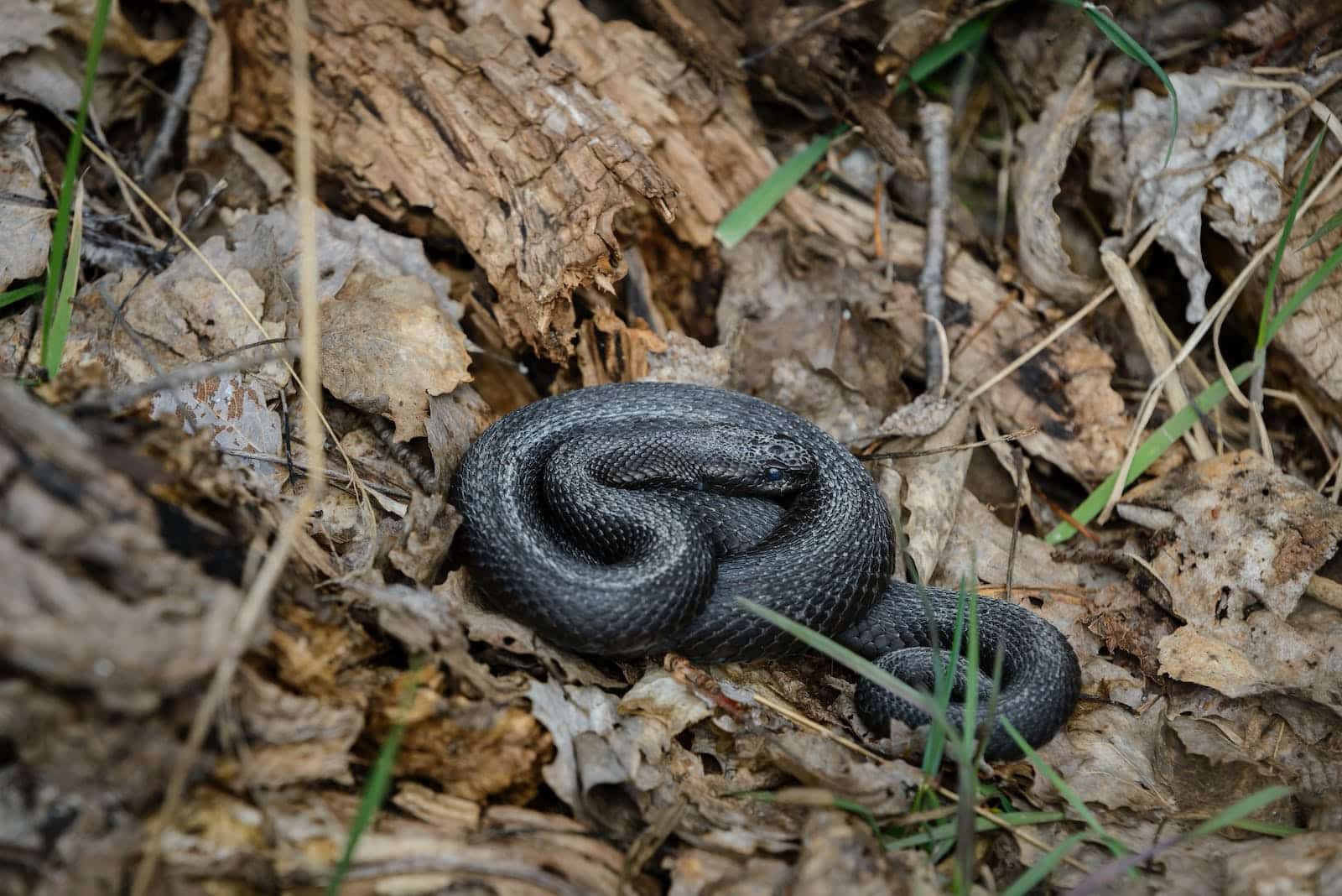 Bosnian Adder