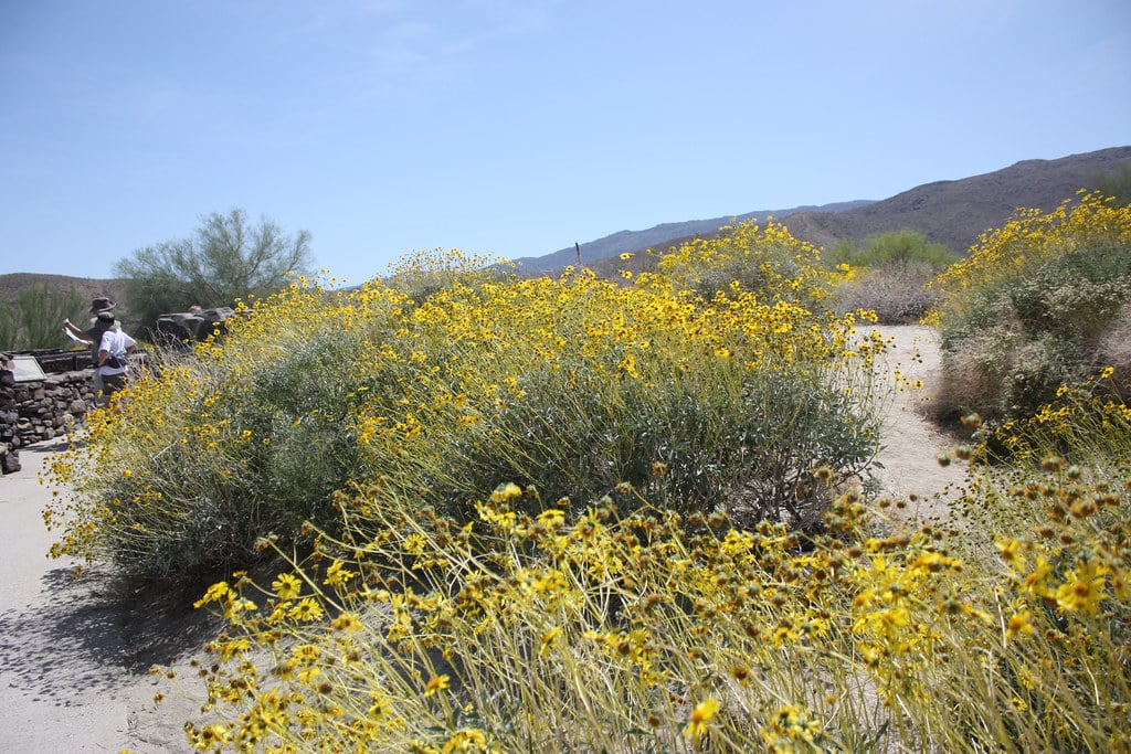 Brittlebush