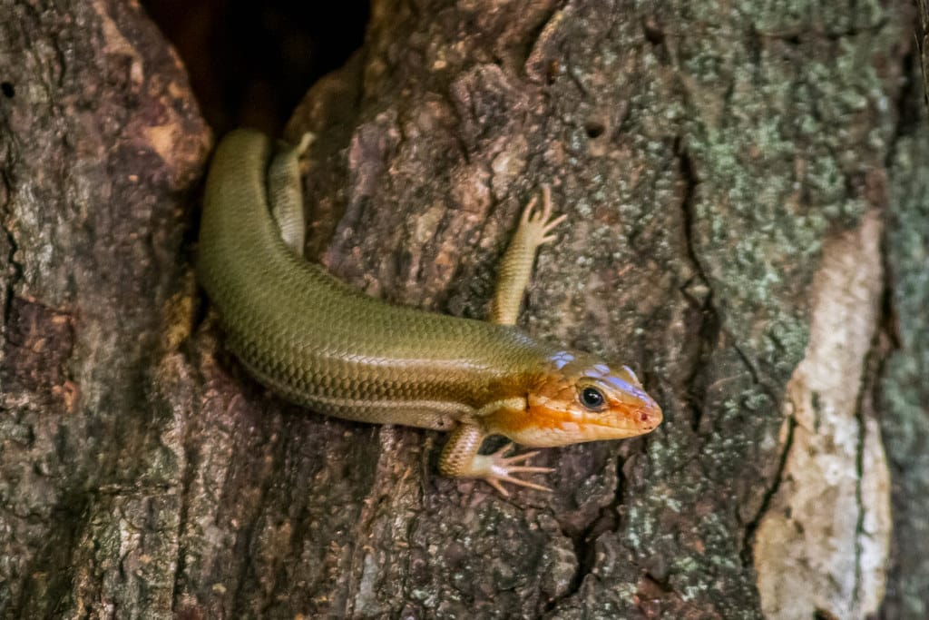 Broadhead Skink 