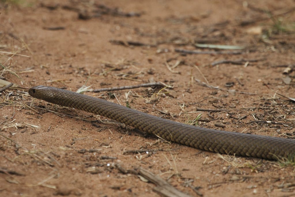 Brown Snake - Types of Snakes in Florida